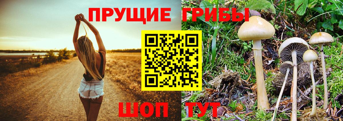 Галлюциногенные грибы Psilocybe  дарнет шоп  Обнинск  Вход с VPN 